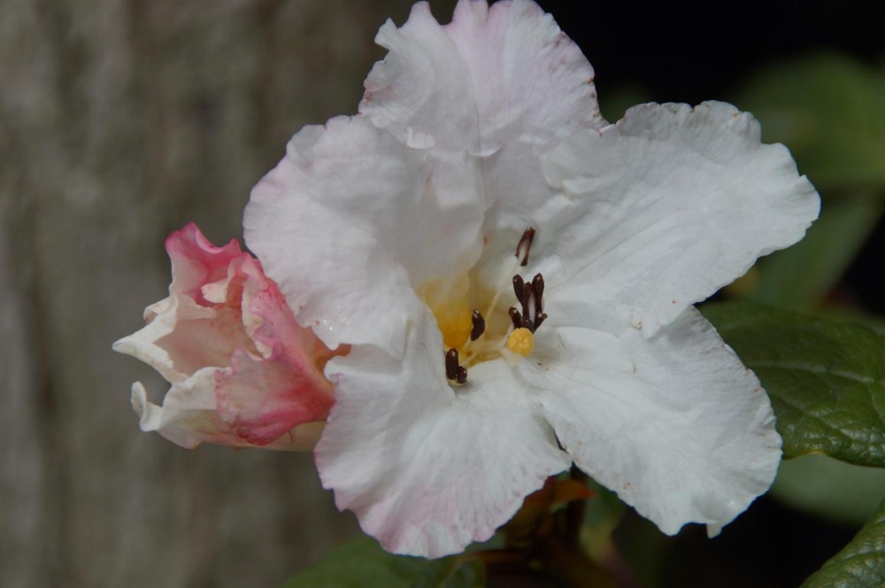 Olive House Bed and Breakfast Main image