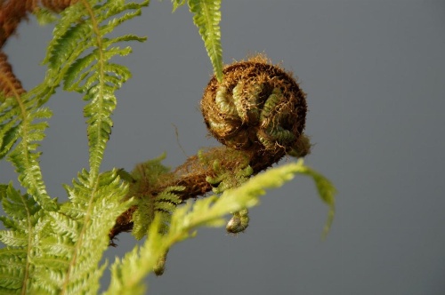 Olive House Bed and Breakfast image 43