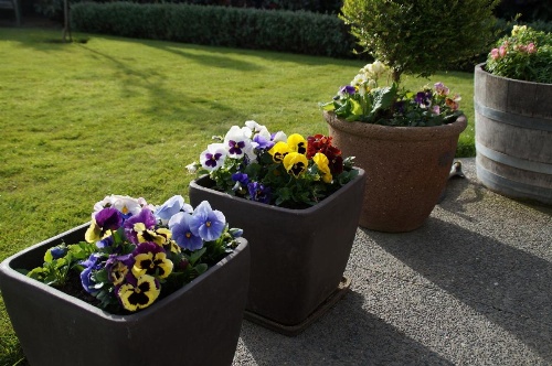 Olive House Bed and Breakfast image 45